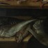 O rybach i rybnikach, czyli rozważania Jana Dubrawiusza