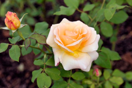 15_pierwsze kwitnące róże w ogrodzie różanym po rewitalizacji.jpg