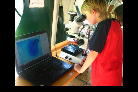 Rozwielitki to malutkie stworzenia, aby je dokładnie obejrzeć potrzebny jest mikroskop. fot. Julia Dobrzańska.JPG