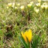 Wiosna (O przyrodzie dla dzieci, PJM)