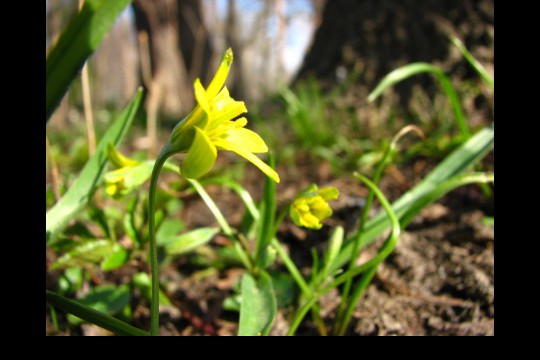 Wiosna w ogrodach wilanowskich, fot. J. Dobrzańska12.JPG