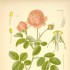 44_rosa centifolia -róza stulistna.jpg
