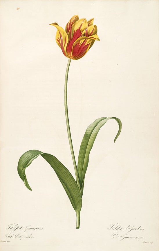 44_tulipa gesneriana-tulipan.jpg