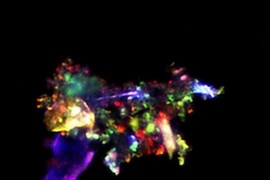 EOG_zdjęcie cząsteczki kurzu w mikroskopie konfokalnym.jpg