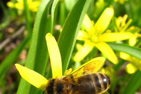 pszczoła.png