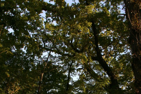 EOG_Drzewa pomnikowe2, Dąb szypułkowy, Quercus robur, fot. fram.com.jpg