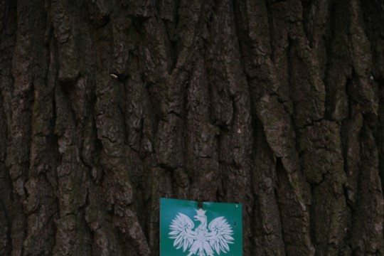 EOG_Drzewa pomnikowe2a, Dąb szypułkowy, Quercus robur, fot. fram.com.jpg