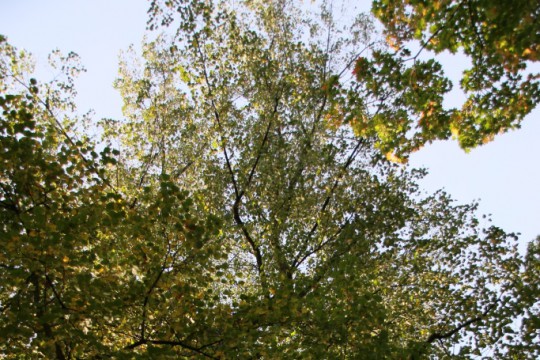 EOG_Drzewa pomnikowe4, Lipa drobnolistna, Tilia cordata, fot. fram.com.jpg