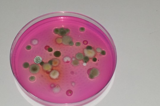 EOG_Przykładowe podłoże mikrobiologiczne po pobraniu próby z powietrza, ze wzrosłymi koloniami bakteryjnymi i grzybowymi.jpg
