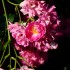 Jak róża z koriandrem w pączku się spotkały | warsztaty | 16 października 