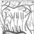 Atlas roślin rodzimych i obcych: doktor de Bernitz o widłaku goździstym (łac. muscus terrestris) i jego zastosowaniu w lecznictwie siedemnastowiecznym