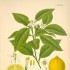 Krótka historia uprawy roślin cytrusowych