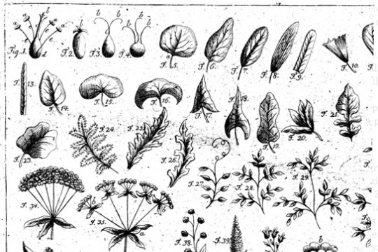 Polska encyklopedia botaniczna z XVIII wieku