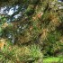 Drzewo iglaste (O przyrodzie dla dzieci, PJM)