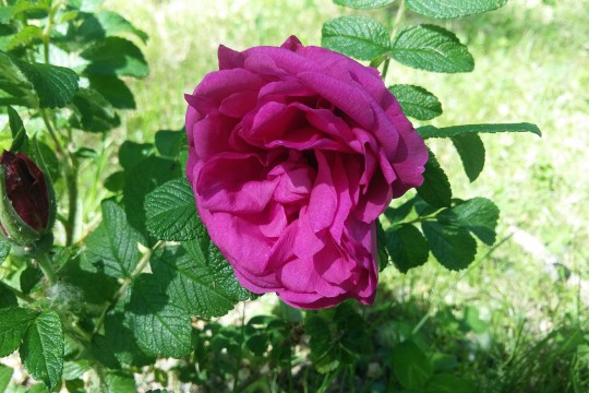 Rosa rugosa 'Red Foxi', fot. N. Kokoszka.jpg