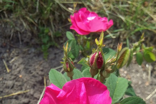 Rosa gallica Complicata 2016.jpg