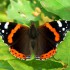 Motyle (O przyrodzie dla dzieci, PJM)