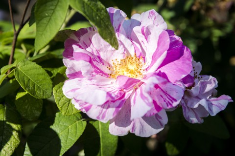 Róże historyczne_Róza francuska Rosa Mundi_fot.M. Klimowicz.jpg