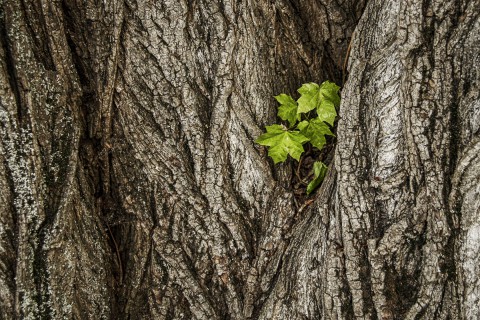 Drzewo i drzewko, fot. M. Klimowicz.jpg