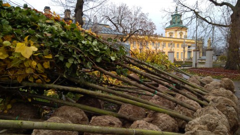 nassadzenia kompensacyjne MWP 11.2018, fot. Ł. Przybylak.jpg