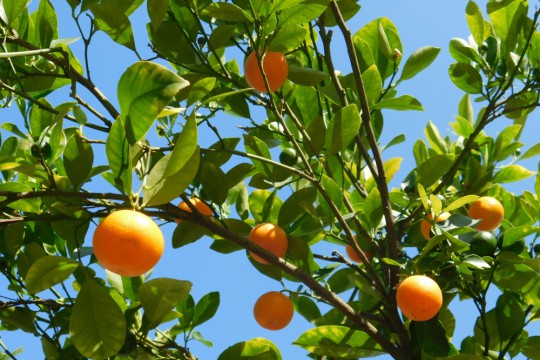 citrus et aurea Fig. 6.jpg