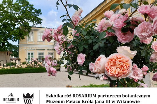 Rosarium_Wilanów.jpg