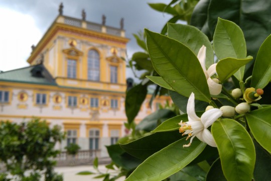 Kwiaty pomarańczy w ogrodach pałacu w Wilanowie, autor Ł. Przybylak 2018.jpg