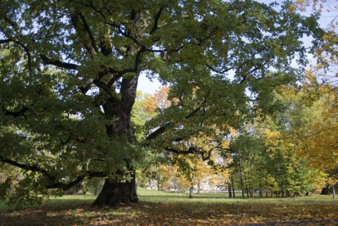 Landscape Park, photo W. Holnicki