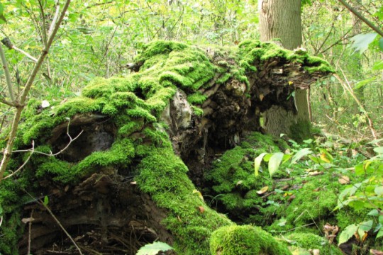 Martwe drzewo w rezerwacie Morysin, fot. J. Dobrzańska.jpg