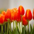 1. Tulipanowe święto w Wilanowie on-line_BANER.jpg
