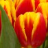 W świecie tulipanów - karta z ćwiczeniami
