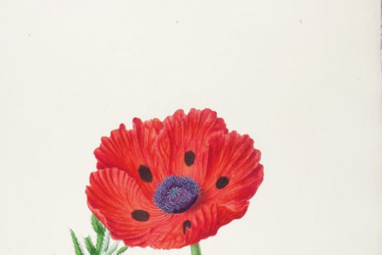 Johann Simon Kerner, mak Papaver bracteatum