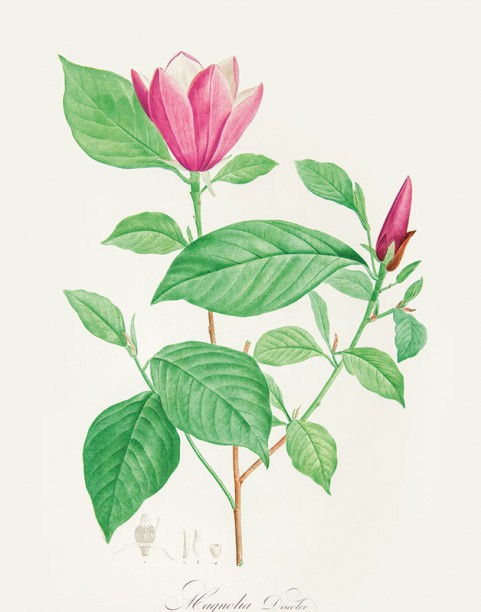 P.F. Legrand wg Pierre’a-Josepha Redoutégo, magnolia purpurowa