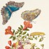 Joseph Mulder wg Marii Sibylli Merian, kwitnąca gałąź granatu właściwego z motylami Morpho Menelaus z rodziny rusałkowatych oraz gąsienica i poczwarka ćmy Eumorpha fasciatus