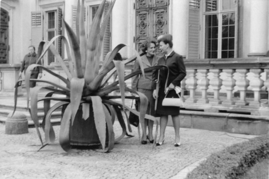 Dwie kobiety w garsonkach stoją obok agawy. Rozmawiają ze sobą. Kwiat jest wyższy od nich i ma dużo długich prostokątnych liści ze szpiczastymi końcami.