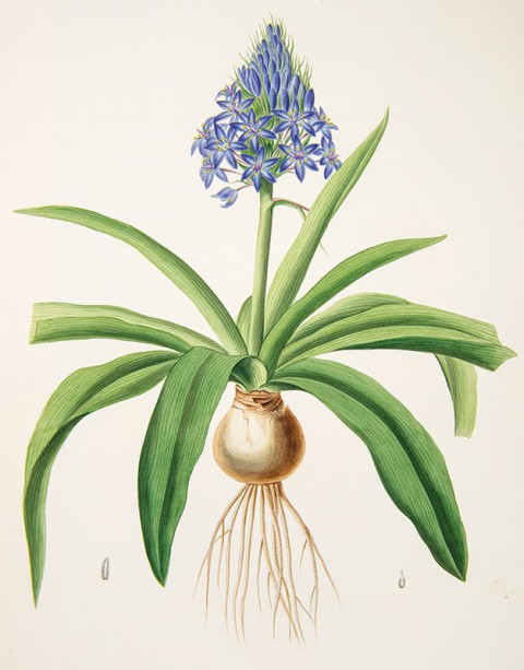 Zadanie dla botanika. Cebulica peruwiańska, Johann Simon Kerner.jpg