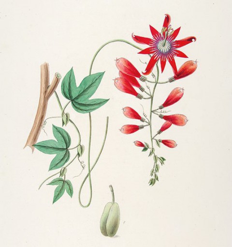 Zadanie dla botanika. Męczennica groniasta, Johann Simon Kerner.jpg
