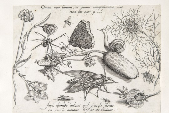 RiZ, Zadanie dla botanika, Grafika przedstawiająca ogrodowe rośliny i zwierzęta, Jacob Hoefnagel wg Jorisa Hoefnagela.jpg
