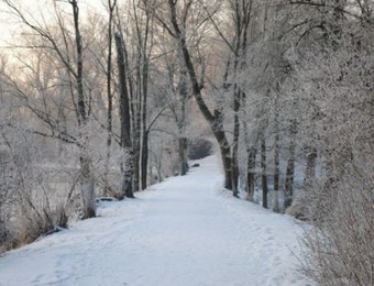 Zima w parku-drzewa.png
