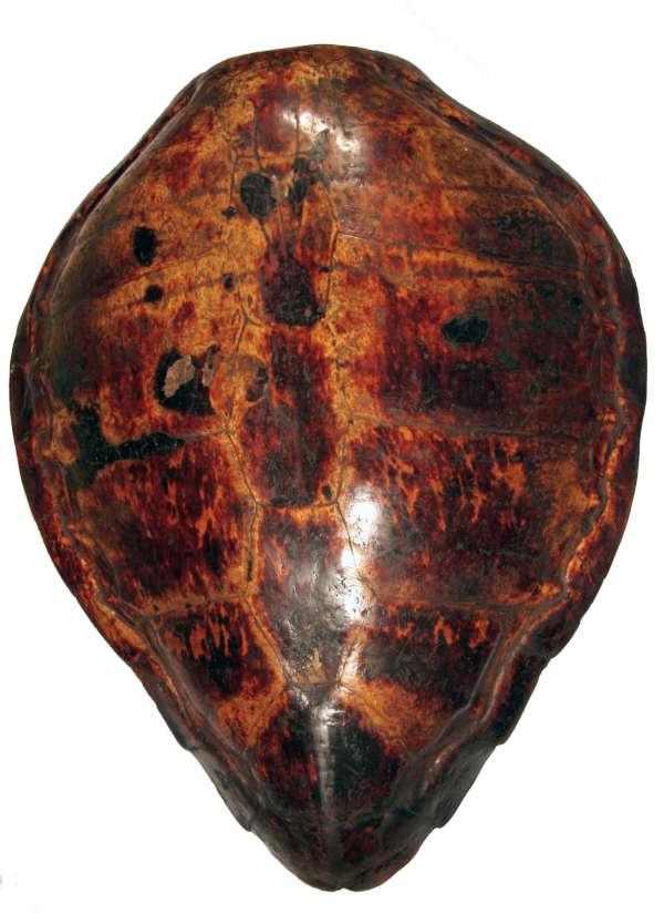 Tarcza (lub materiał na tarczę) ze skorupy żółwia