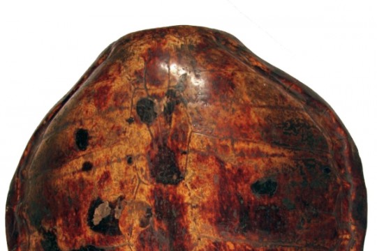 Wota Sobieskich. Tarcza (lub materiał na tarczę) ze skorupy żółwia z klasztoru paulinów na Jasnej Górze