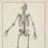 Tablica anatomiczna z przedstawieniem szkieletu ludzkiego