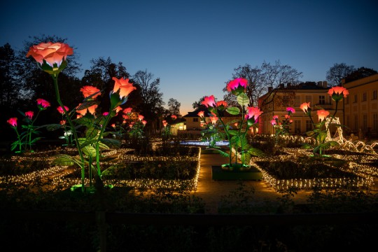 Ogród Różany Raffaello, Królewski Ogród Światła, fot. Dominik Czerny.jpg