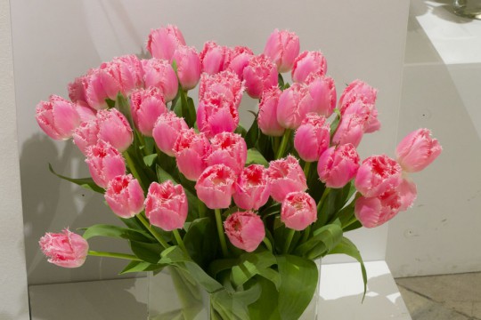 Galeria tulipanów_'Cacharel',  fot. M. Mastykarz.jpg
