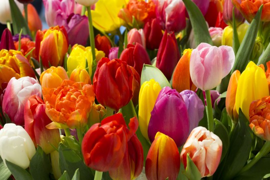 Galeria tulipanów_Bukiet tulipanów, fot. M. Mastykarz.jpg