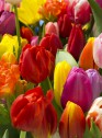 Galeria tulipanów_Bukiet tulipanów, fot. M. Mastykarz.jpg