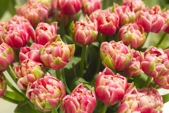 Galeria tulipanów_'Columbus', fot. M. Mastykarz.jpg