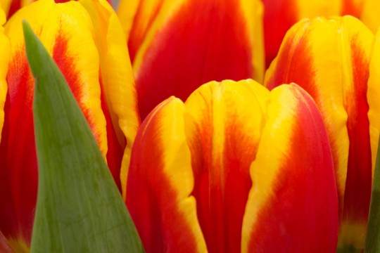 Galeria tulipanów_'Den Mark', fot. M. Mastykarz.jpg