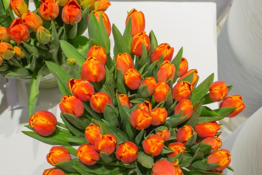 Galeria tulipanów_'Esta Bonita', fot. M. Mastykarz_2.jpg
