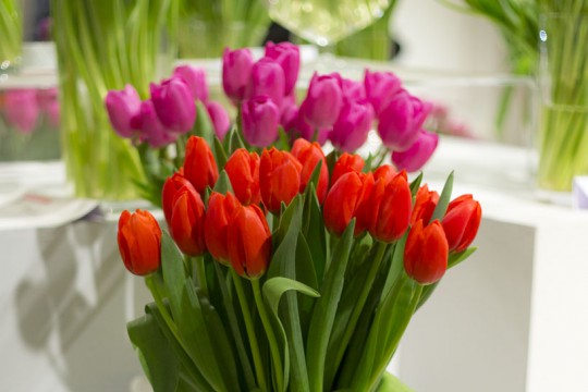 Galeria tulipanów_'Man', fot. M. Mastykarz.jpg